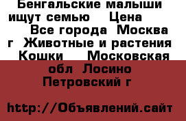 Бенгальские малыши ищут семью) › Цена ­ 5 500 - Все города, Москва г. Животные и растения » Кошки   . Московская обл.,Лосино-Петровский г.